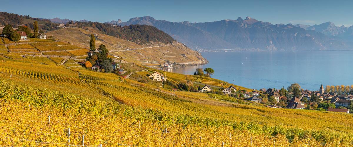 A vineyard landscape with a town by a lake and mountains in the background.