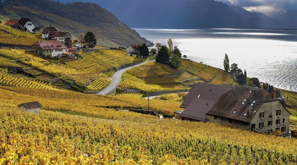 Lavaux vineyards in autumn. Easy access by train