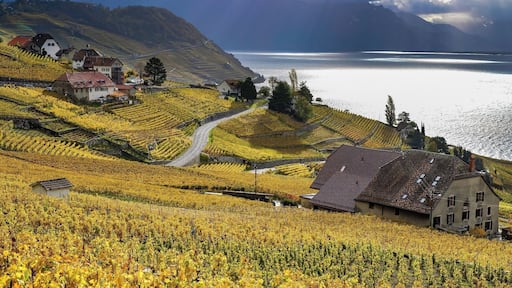 Lavaux vineyards in autumn. Easy access by train