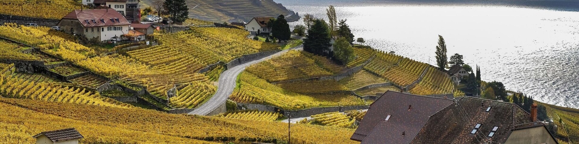 Lavaux vineyards in autumn. Easy access by train