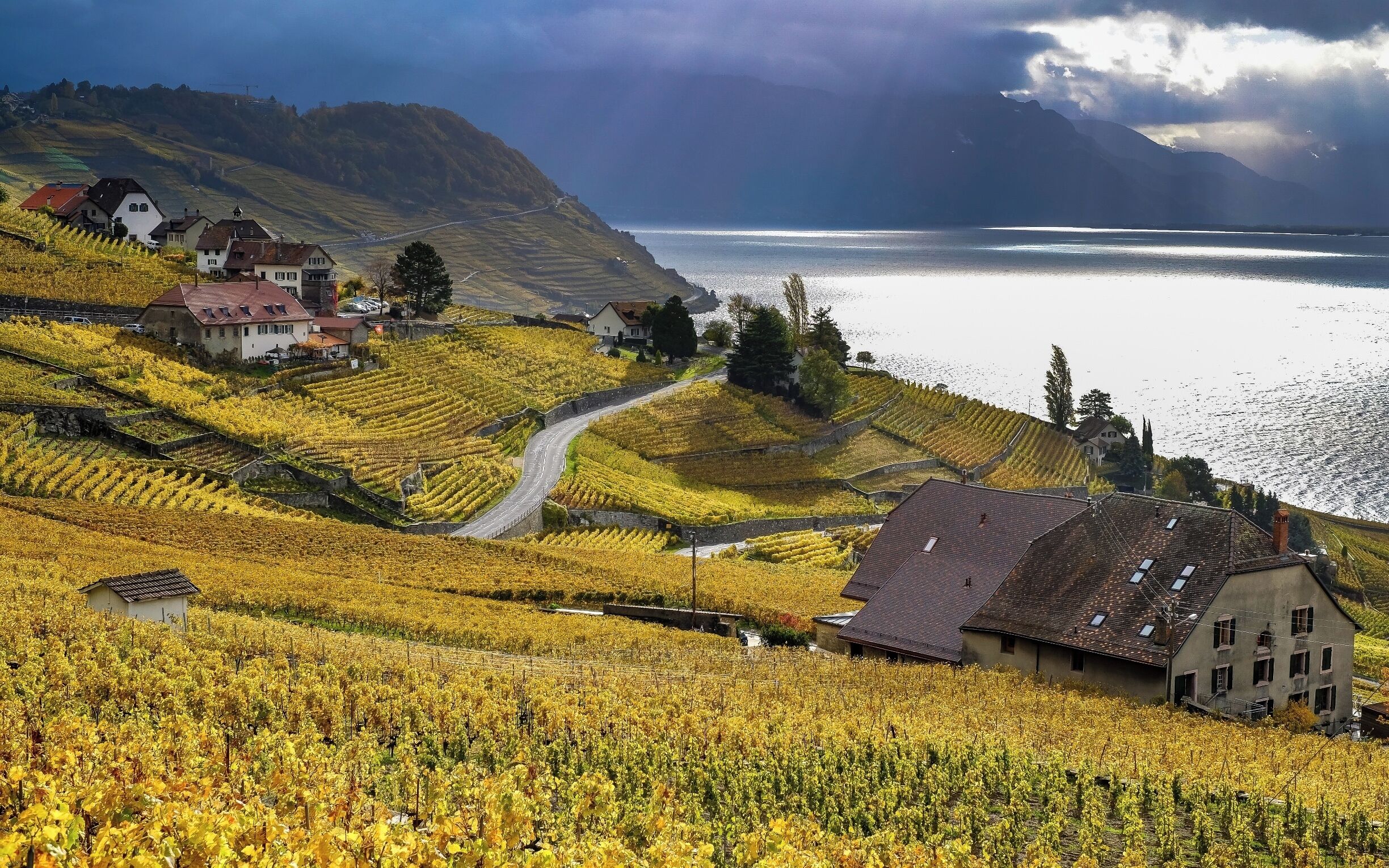 A vineyard with rows of grapevines, a winding road, and houses in the background.