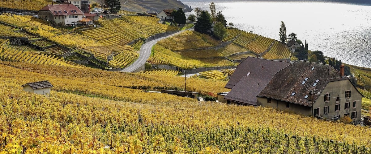 A vineyard with rows of grapevines, a winding road, and houses in the background.