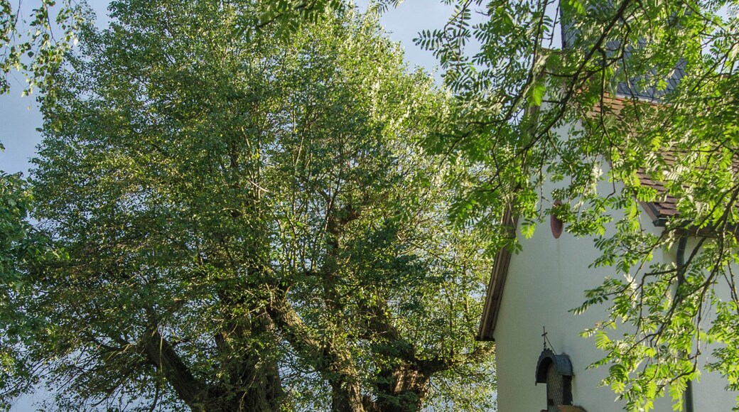 Die Linde alte Linde die neben der Josephs Kapelle in Hardheim steht.