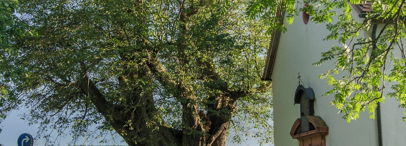 Die Linde alte Linde die neben der Josephs Kapelle in Hardheim steht.