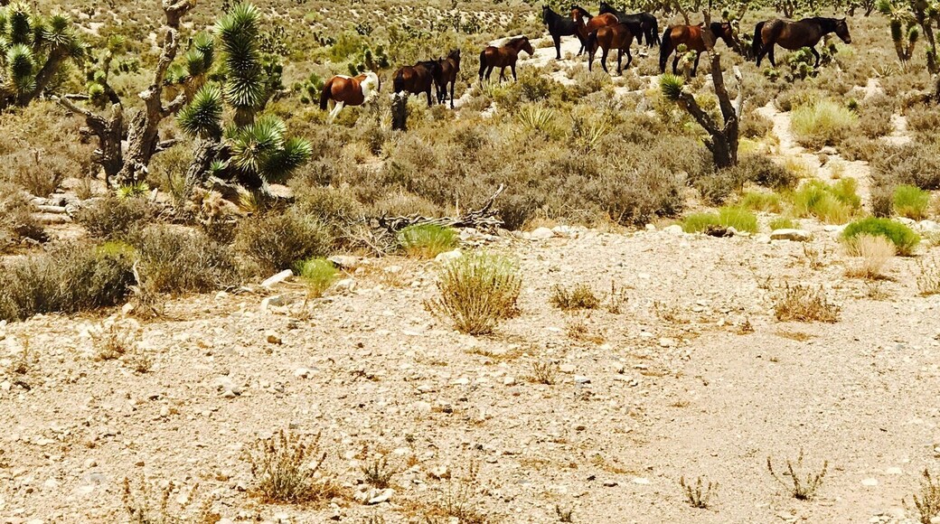Lots of wild horses out in the middle of no where. #lovethedesert #offroading #wildhorses #takeahike