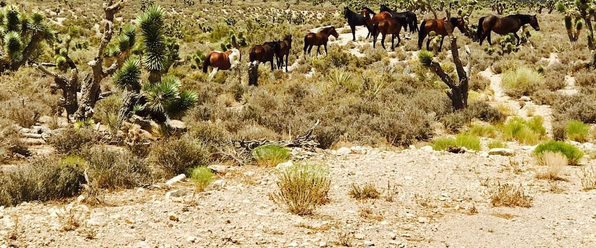 Lots of wild horses out in the middle of no where. #lovethedesert #offroading #wildhorses #takeahike
