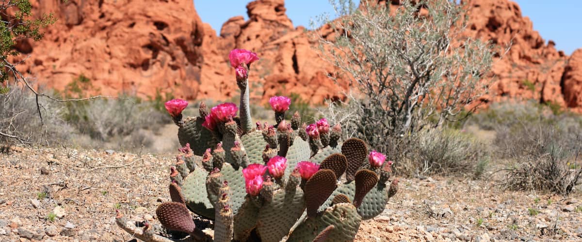 Valley of Fire, Nevada