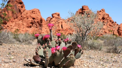 Valley of Fire, Nevada