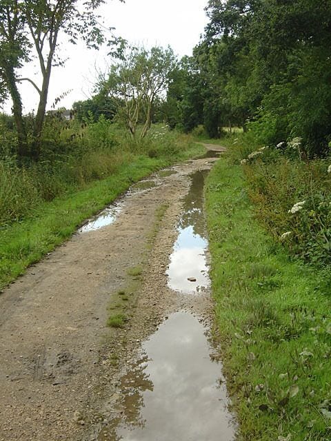 A muddy path with puddles, surrounded by greenery and trees.