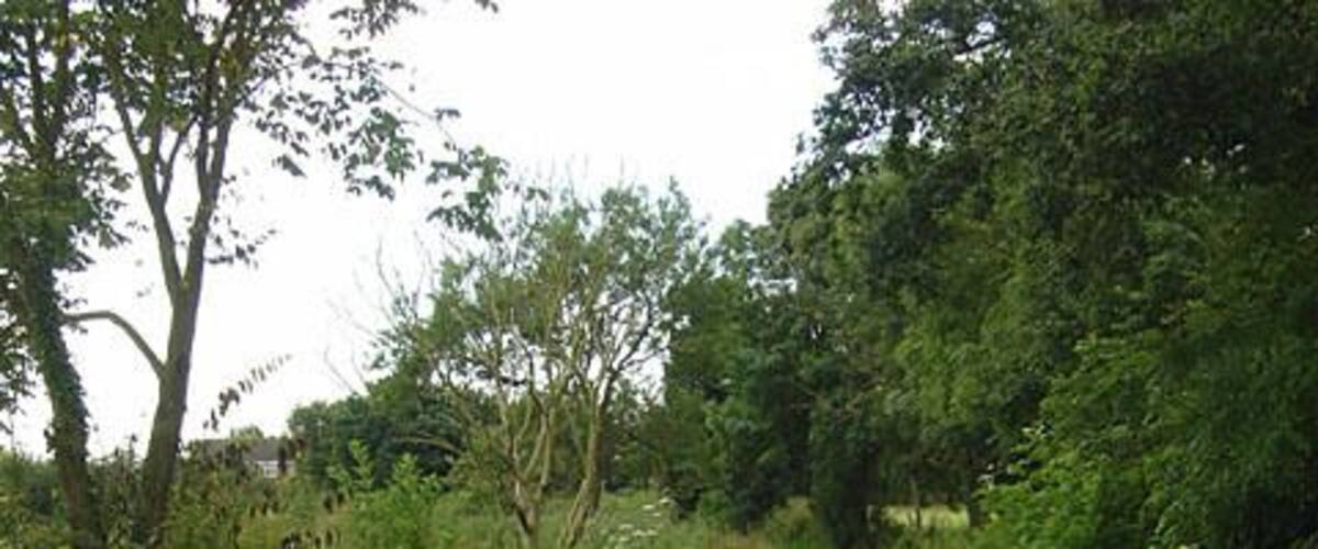 A muddy path with puddles, surrounded by greenery and trees.