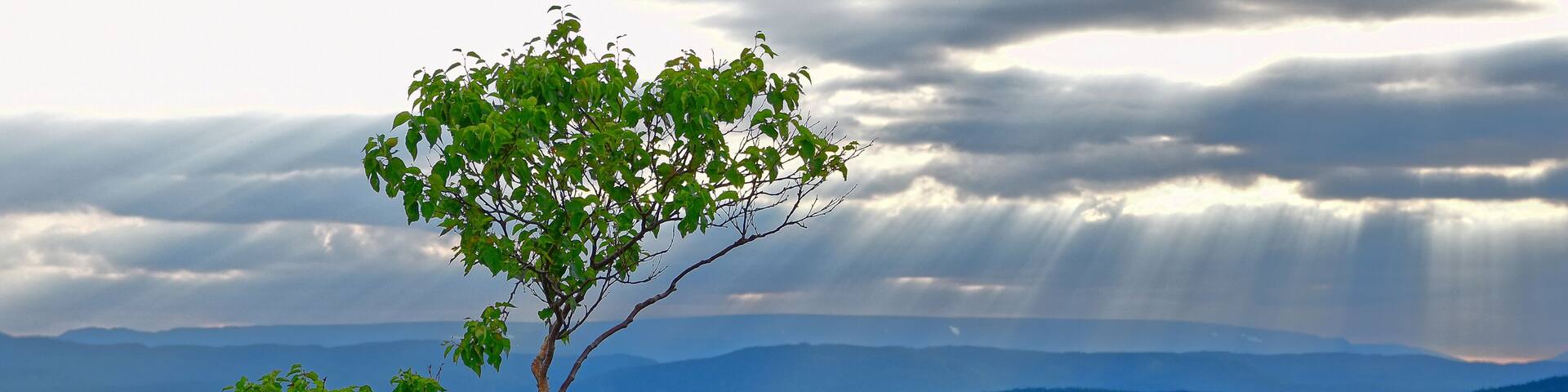 Paper Birch and Sunbeams Through Clouds along the Trans Canada Highway near Wiltondale, Newfoundland & Labrador, Canada.