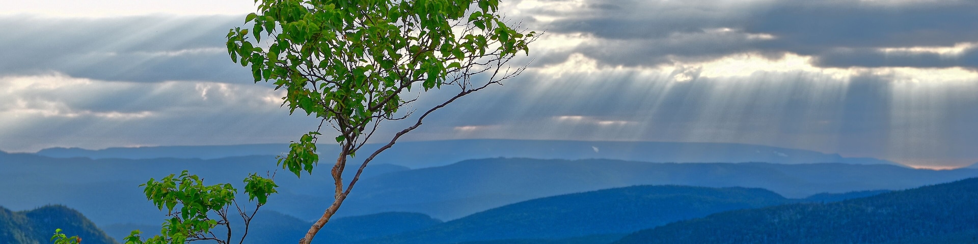 Paper Birch and Sunbeams Through Clouds along the Trans Canada Highway near Wiltondale, Newfoundland & Labrador, Canada.