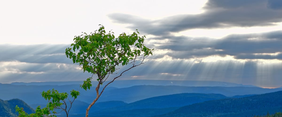 A tree with green leaves in a mountainous landscape with a river and a cloudy sky.