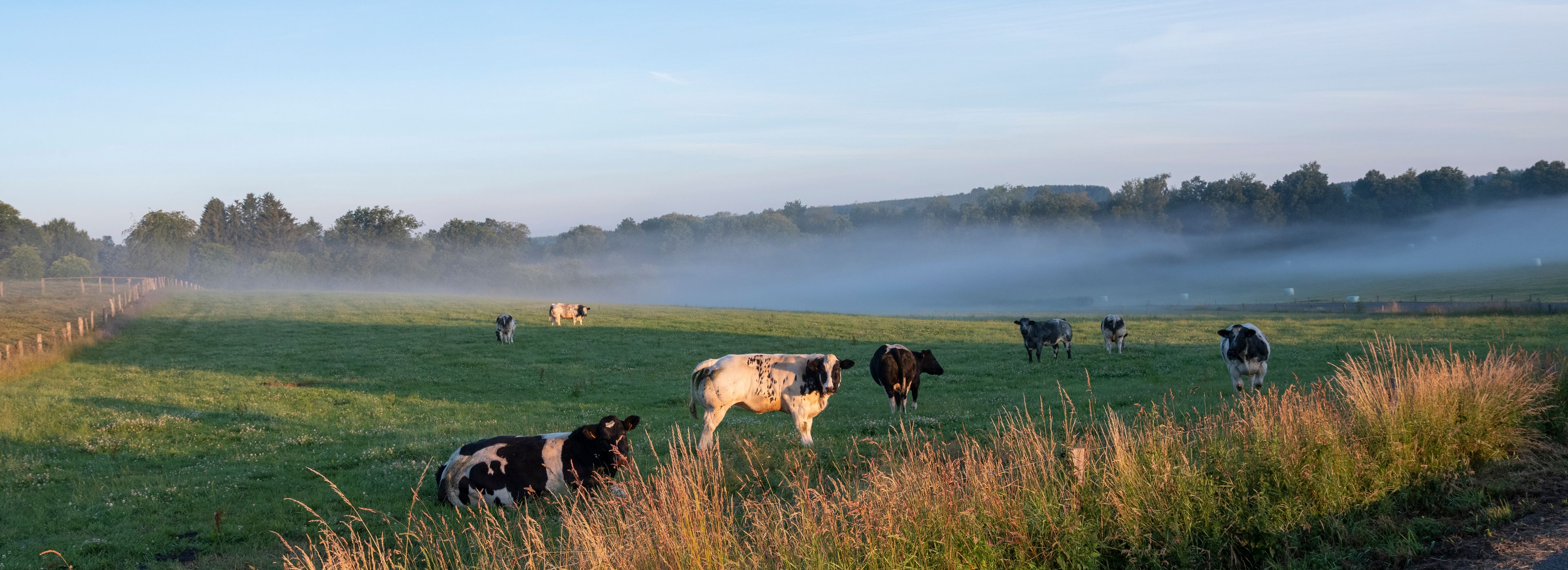 cows in early morning countryside between sankt vith and vielsalm in belgian ardennes