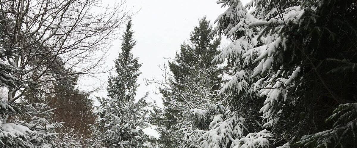 A snow-covered forest path with evergreen trees on both sides.