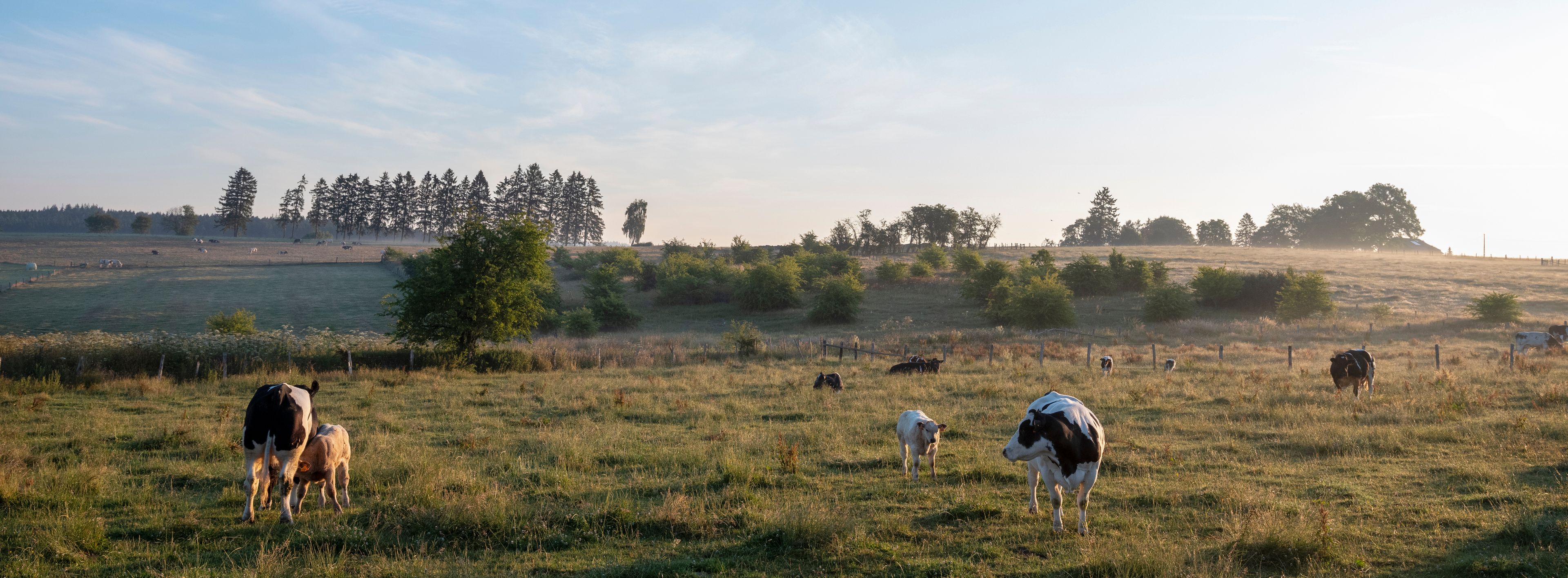 A pastoral landscape with grazing cattle, a grassy field, and a line of trees in the background.