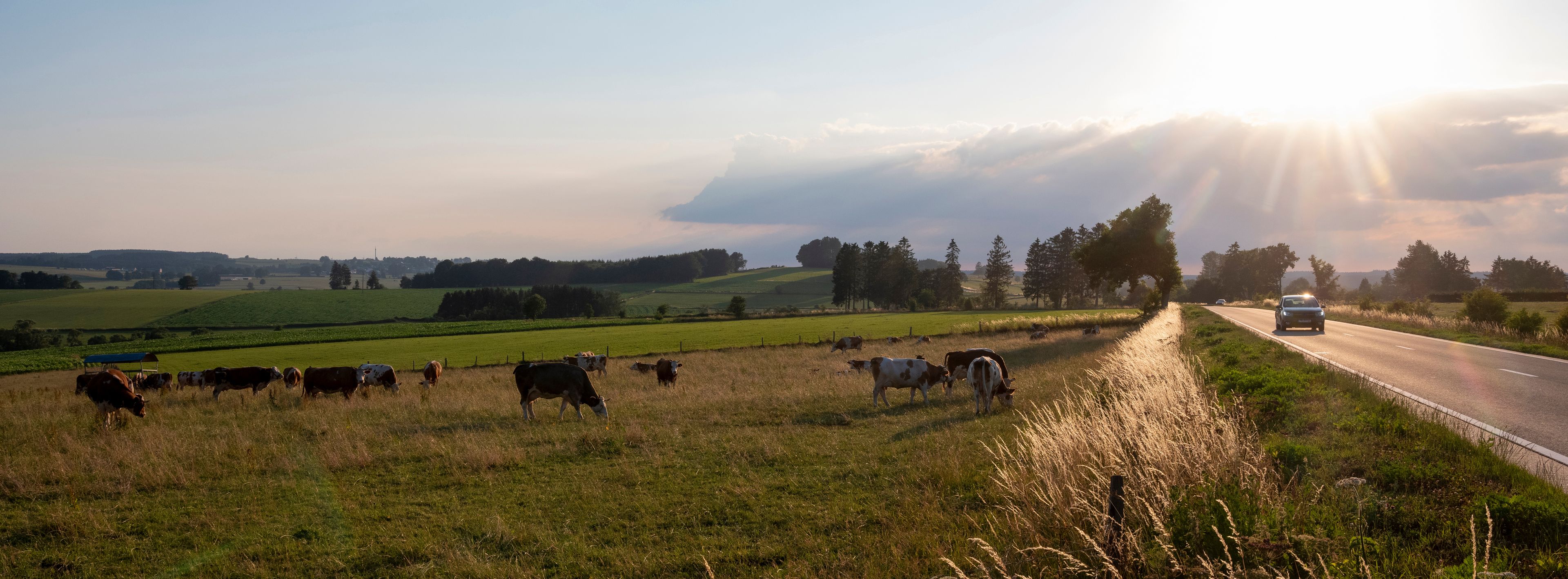 A rural landscape with a road, grazing cows, and a car approaching.