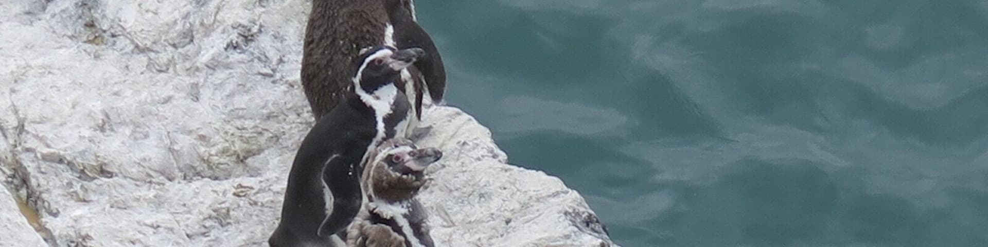 Penguins and more in zona reservada illescas, 1hr drive from sechura