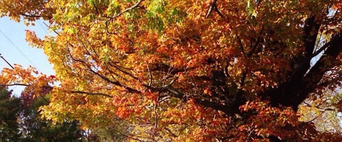 New Hampshire is my favorite place to go for fall coloring.  The area around the Canterbury Shaker Village has so much charm!
