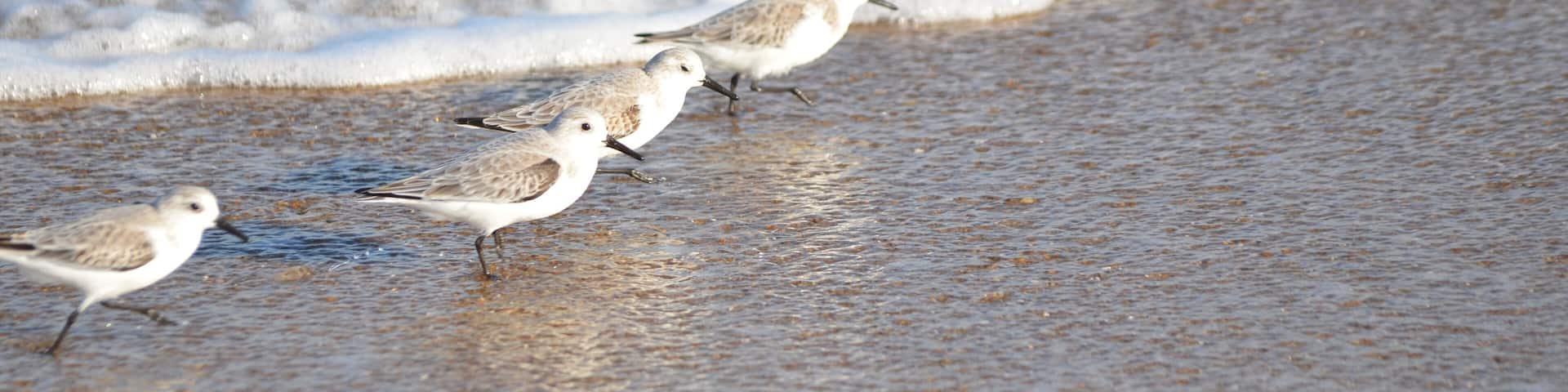 A sandy beach with waves and four birds.