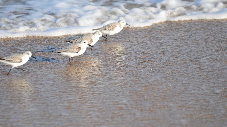 A sandy beach with waves and four birds.