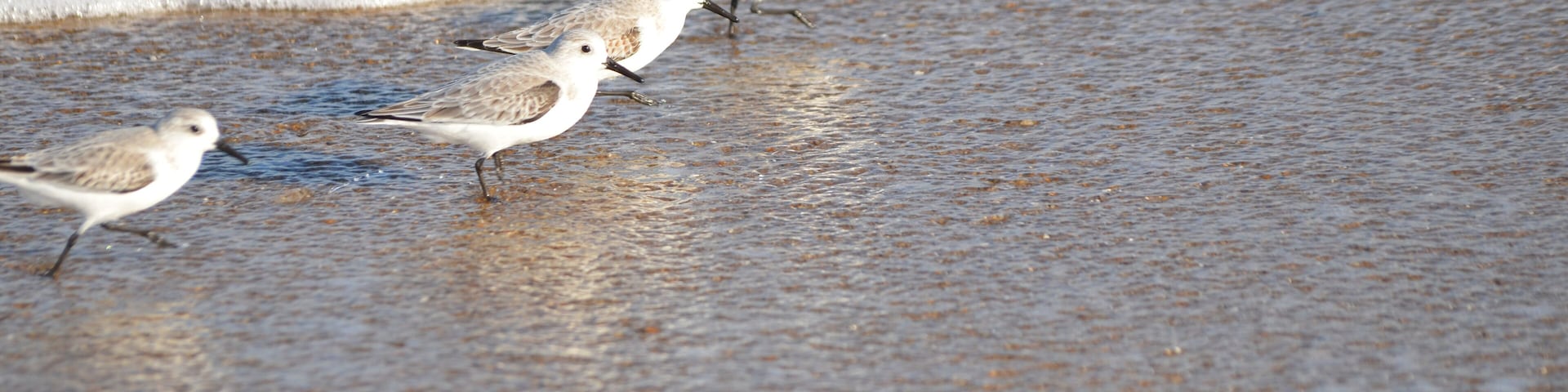 A sandy beach with waves and four birds.