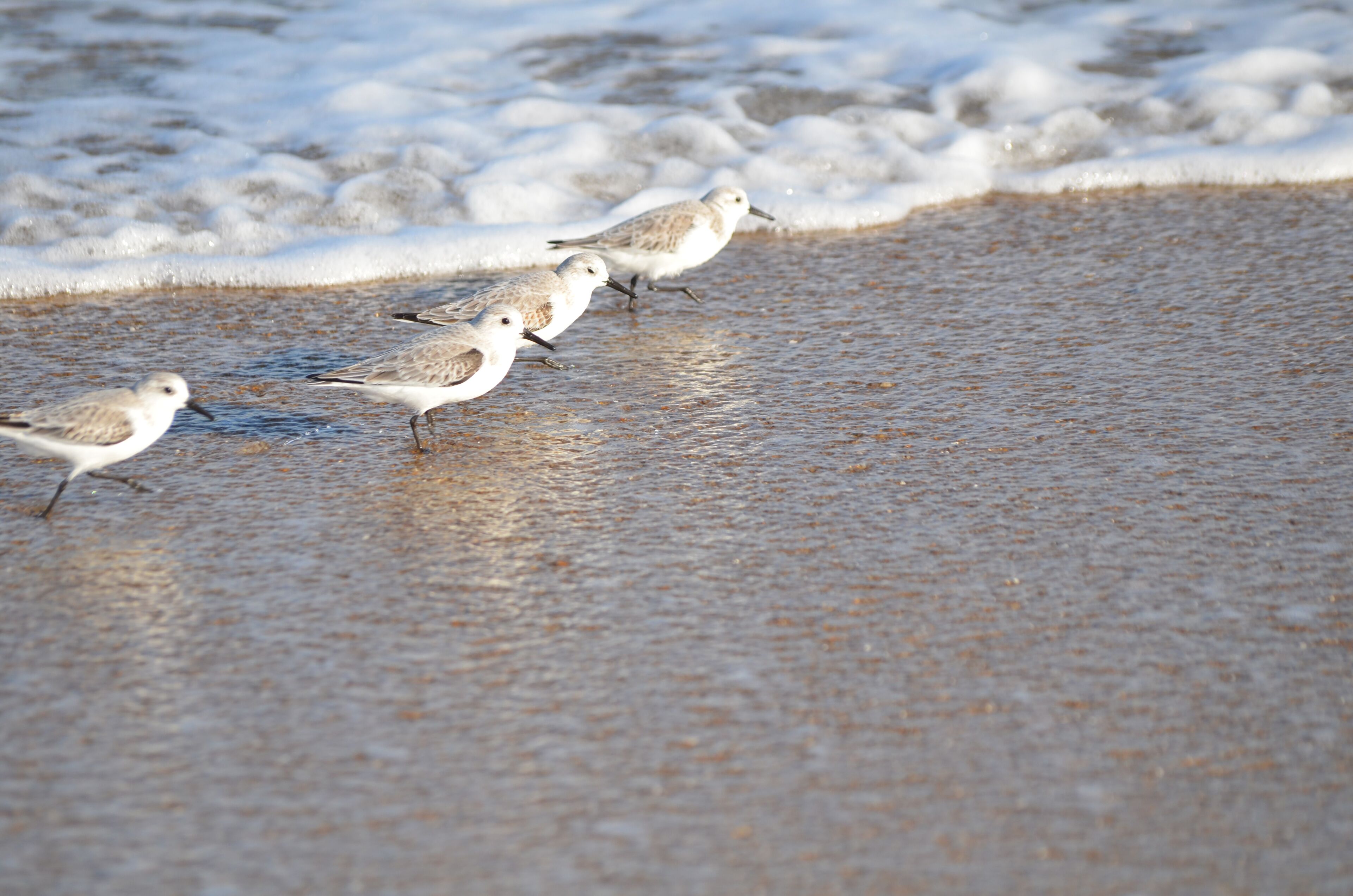 A sandy beach with waves and four birds.