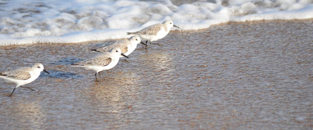 A sandy beach with waves and four birds.