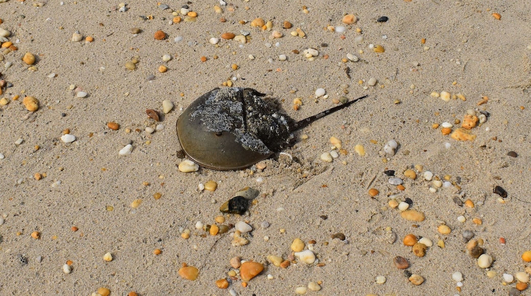 Closeup of a horseshoe crab on the beach at Slaughter Beach, Delaware