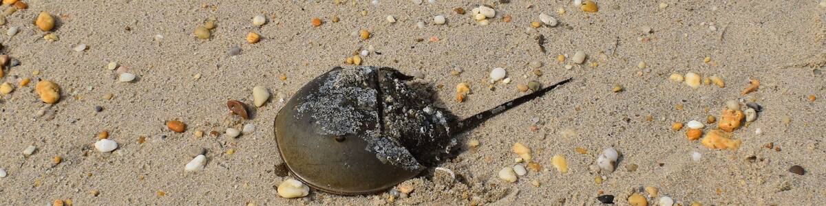 Closeup of a horseshoe crab on the beach at Slaughter Beach, Delaware