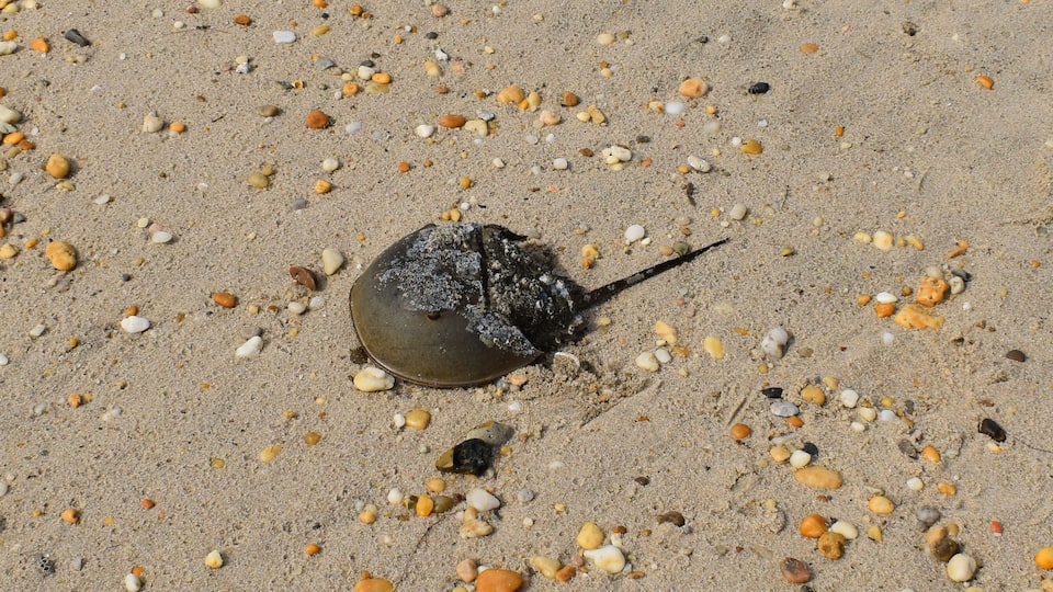 A stingray on a sandy beach with scattered seashells.