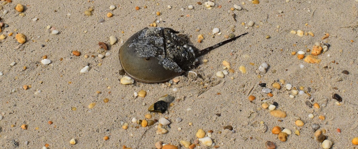 Closeup of a horseshoe crab on the beach at Slaughter Beach, Delaware