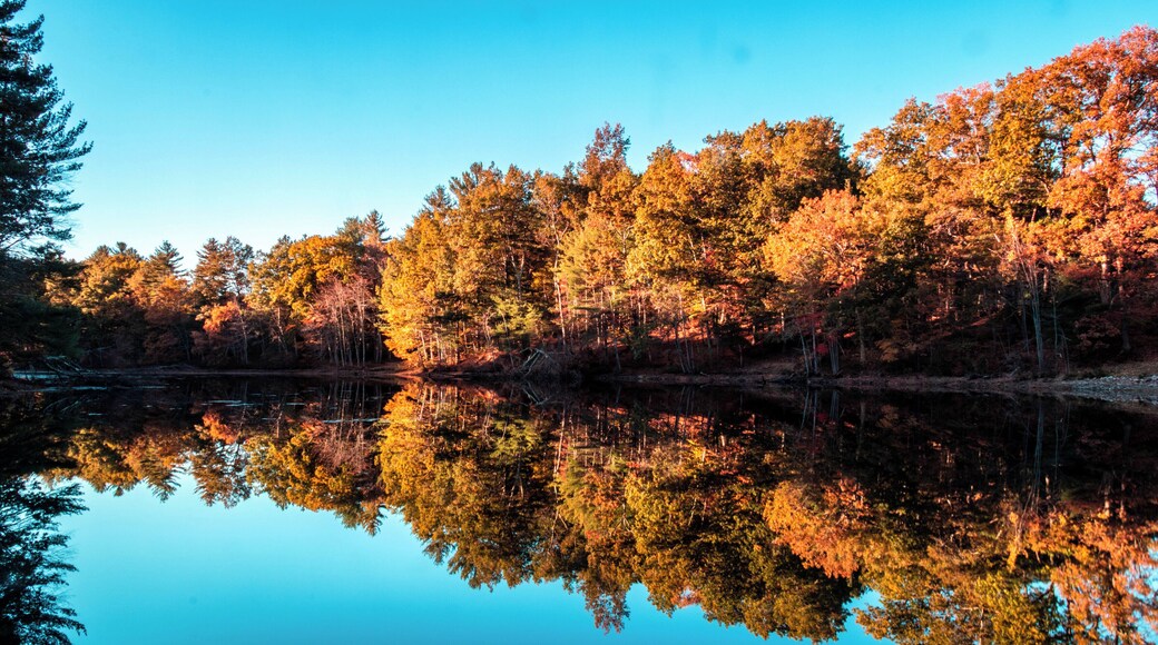Just past peak with autumn colors in Ballard State Forest in Derry NH.