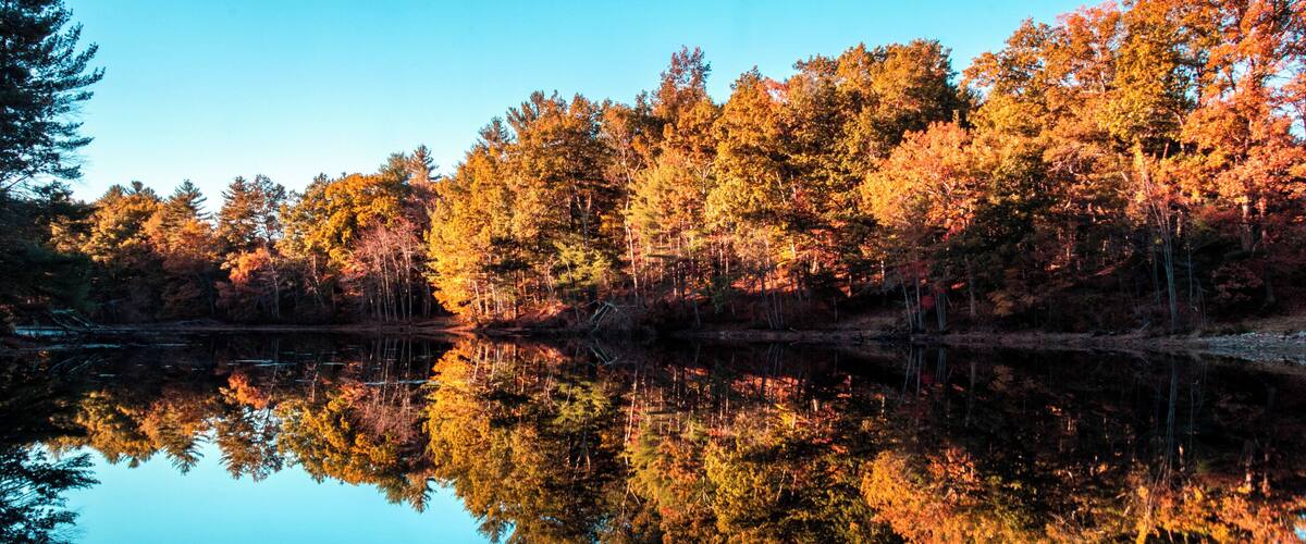 Just past peak with autumn colors in Ballard State Forest in Derry NH.