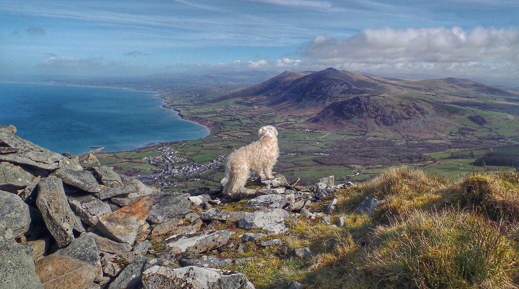 Poppy enjoying the view from Yr Elfi