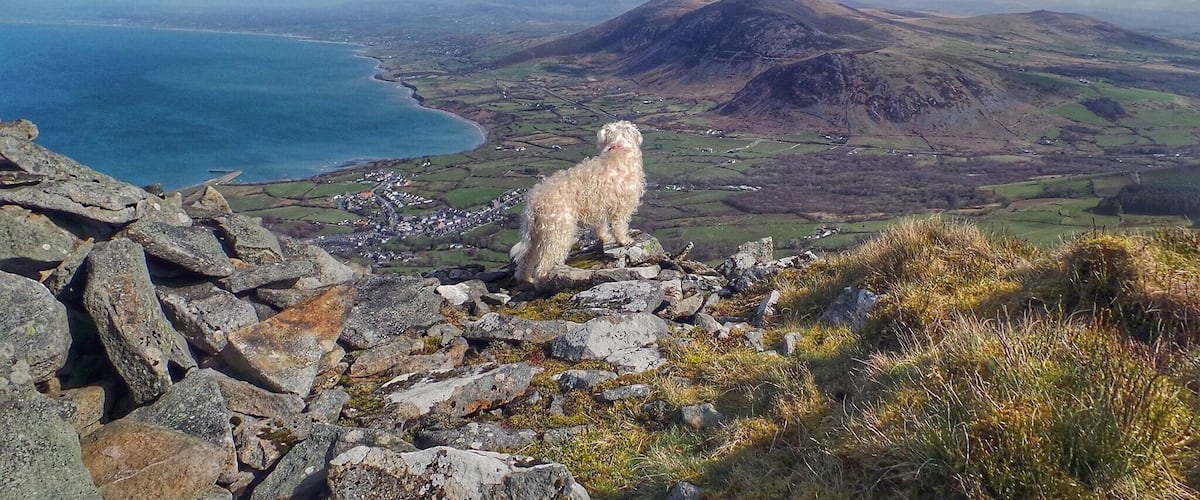 Poppy enjoying the view from Yr Elfi