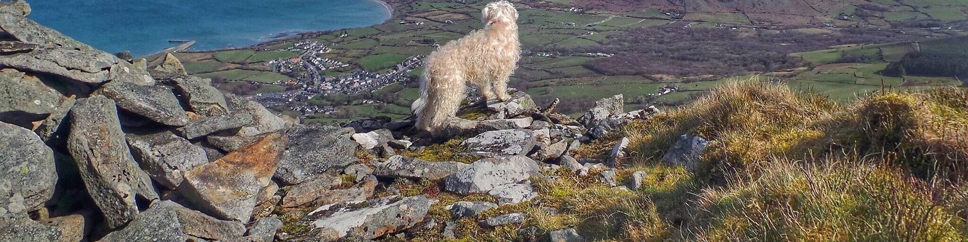 Poppy enjoying the view from Yr Elfi