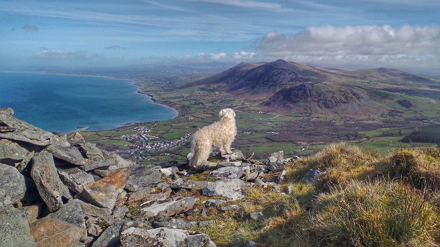 Poppy enjoying the view from Yr Elfi