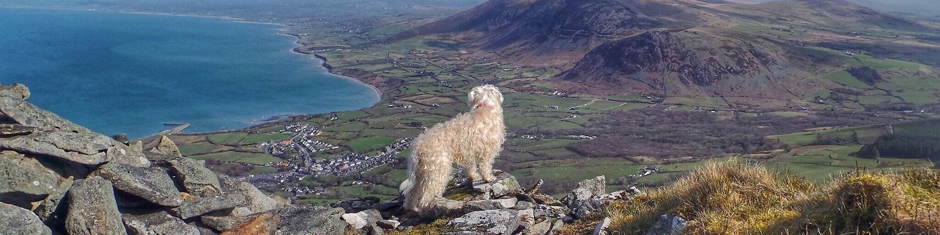Poppy enjoying the view from Yr Elfi