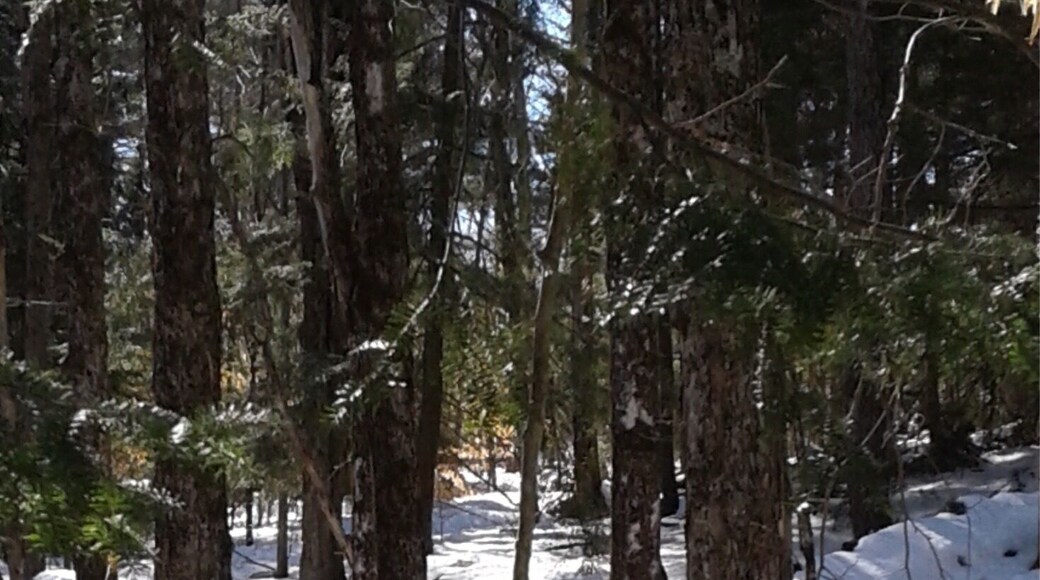 Old fashioned maple tapping and buckets to make maple syrup from. Late March in New Hampshire.