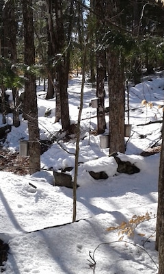 Un bosque nevado con árboles y una estructura de madera.