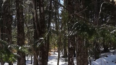 Un bosque nevado con árboles y una estructura de madera.