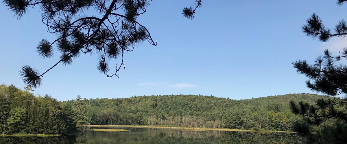 A calm lake surrounded by dense forest and a clear blue sky.