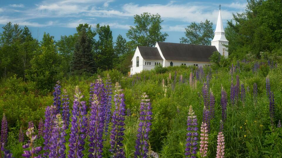 A white church with a steeple surrounded by lush greenery and purple lupine flowers.