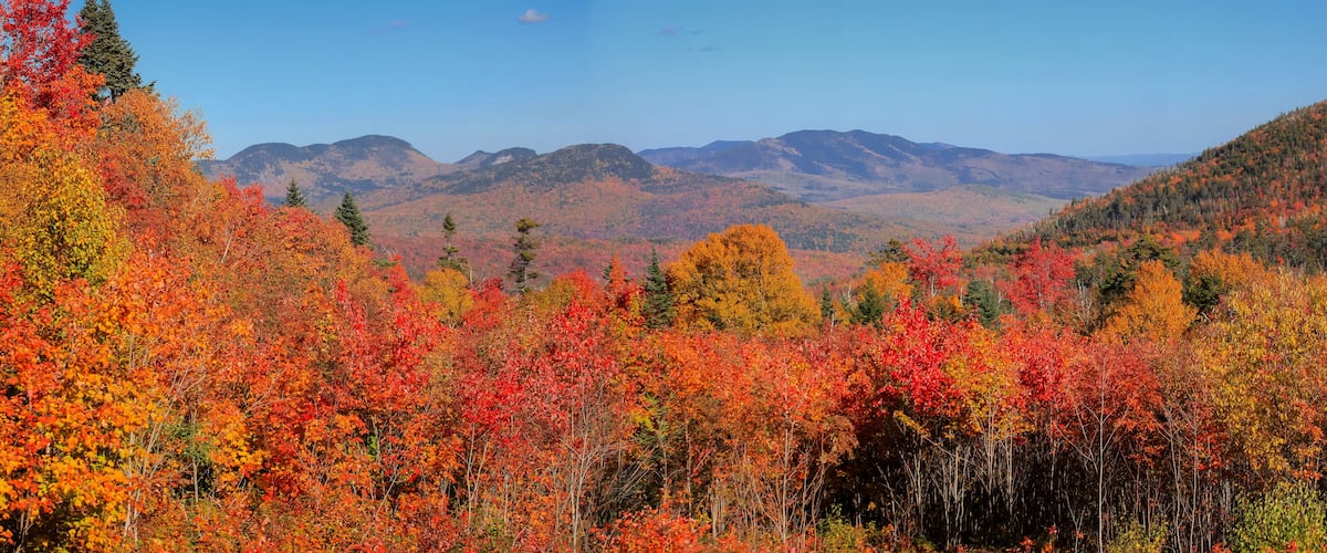 A forest with autumn foliage and mountains in the background.