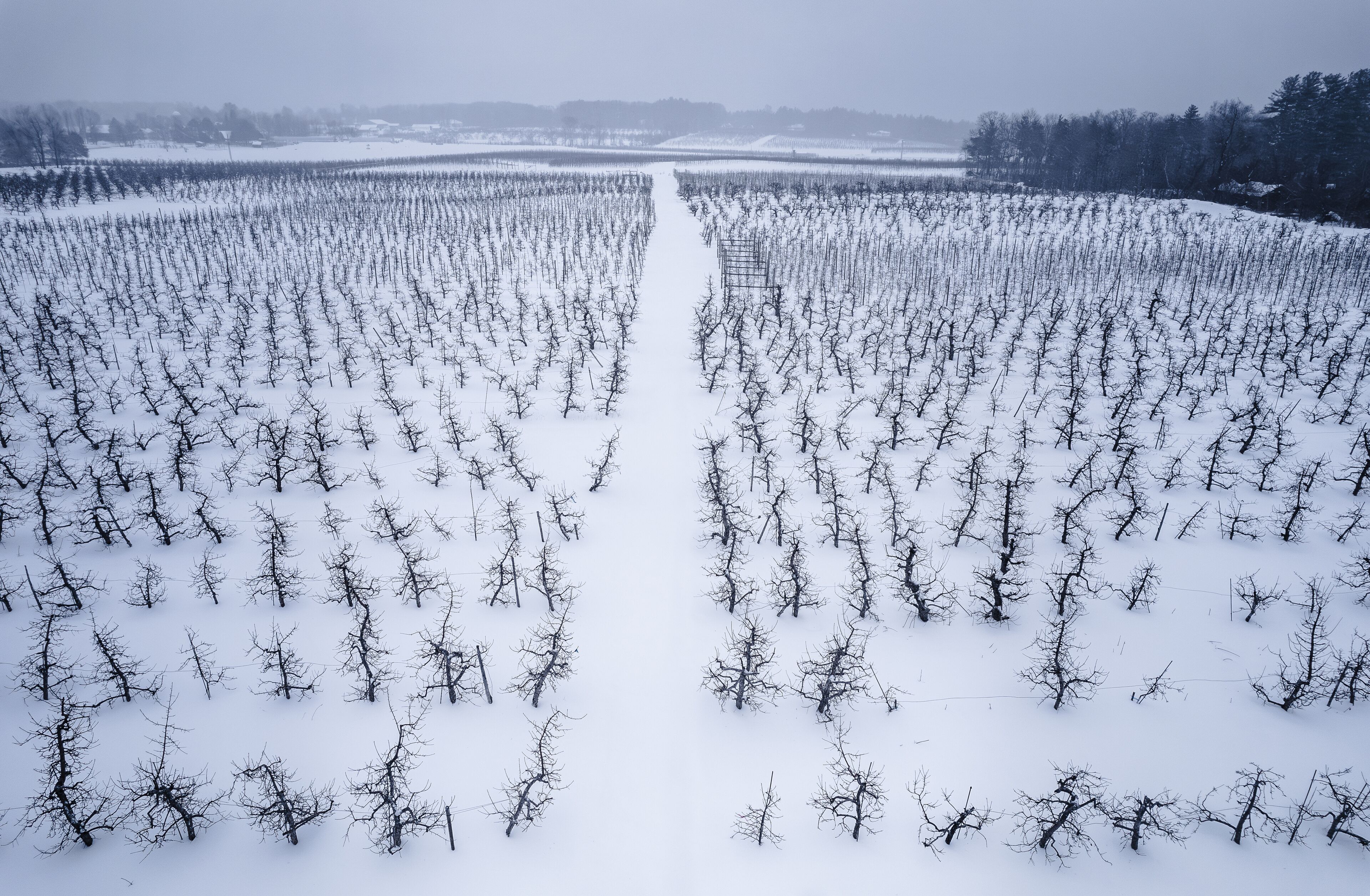 Aerial view of an apple orchard in winter
-Hollis, New Hampshire 