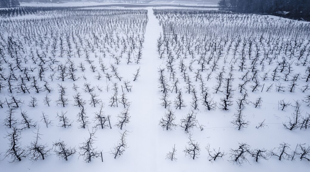 Aerial view of an apple orchard in winter
-Hollis, New Hampshire