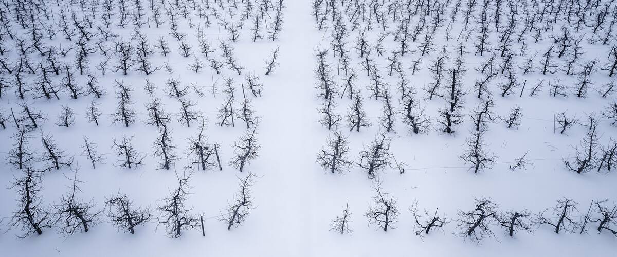 A snow-covered vineyard with rows of dormant grapevines extending into the distance.