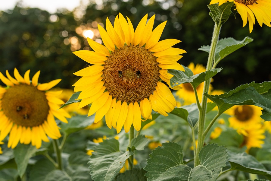 Bright sunflower in full bloom with bees on its center during summer.