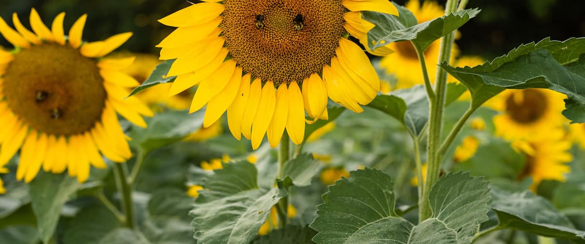 A field of sunflowers with bees on the flowers.